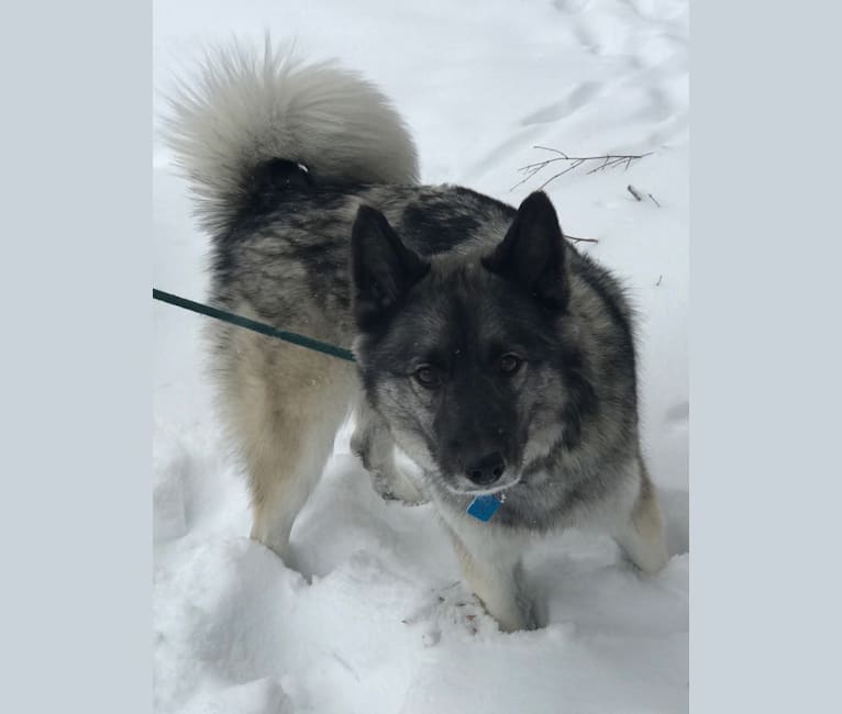 Juno, a Norwegian Elkhound and Siberian Husky mix tested with EmbarkVet.com