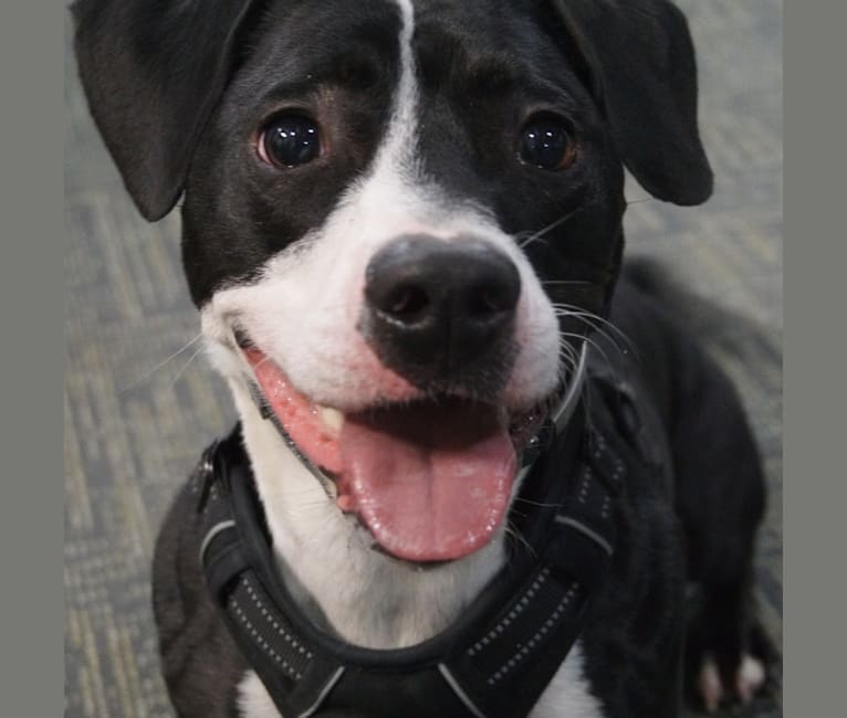 Parker, an American Pit Bull Terrier and Rat Terrier mix tested with EmbarkVet.com