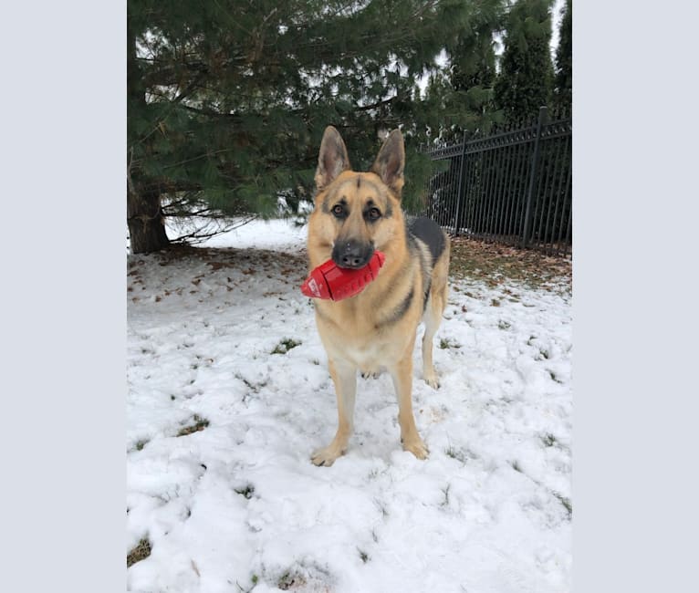 embark dog dna test breed