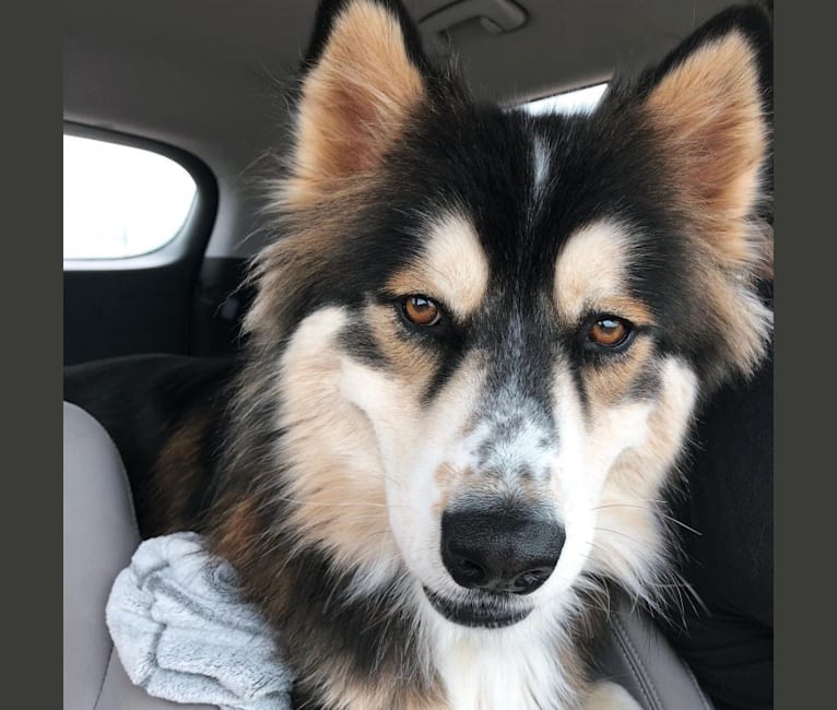 Shar pei malamute discount