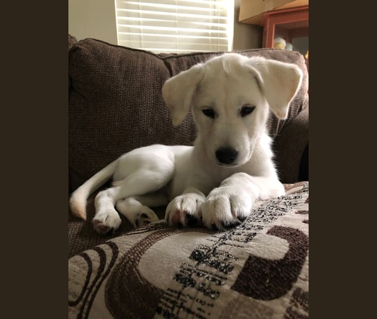 Husky lab retriever new arrivals mix