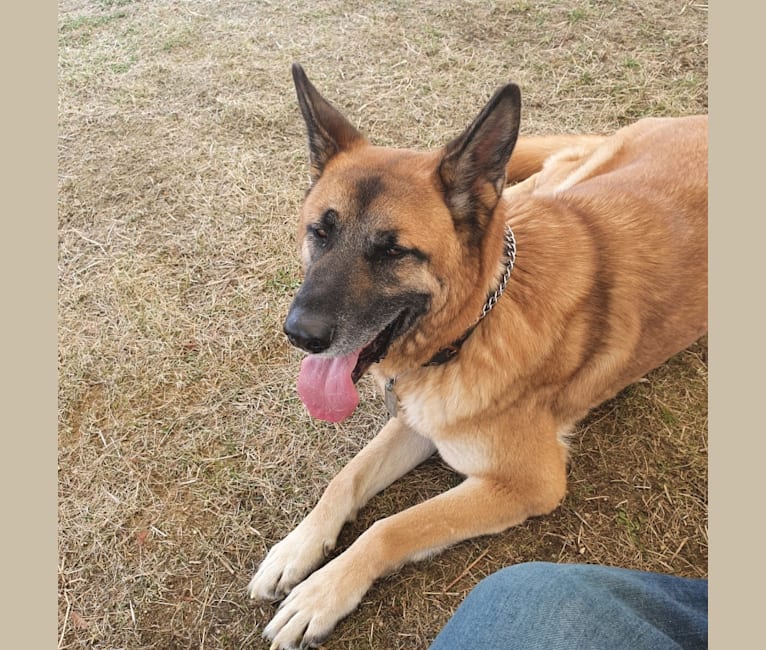 Bruno, a German Shepherd Dog and Akita mix tested with EmbarkVet.com