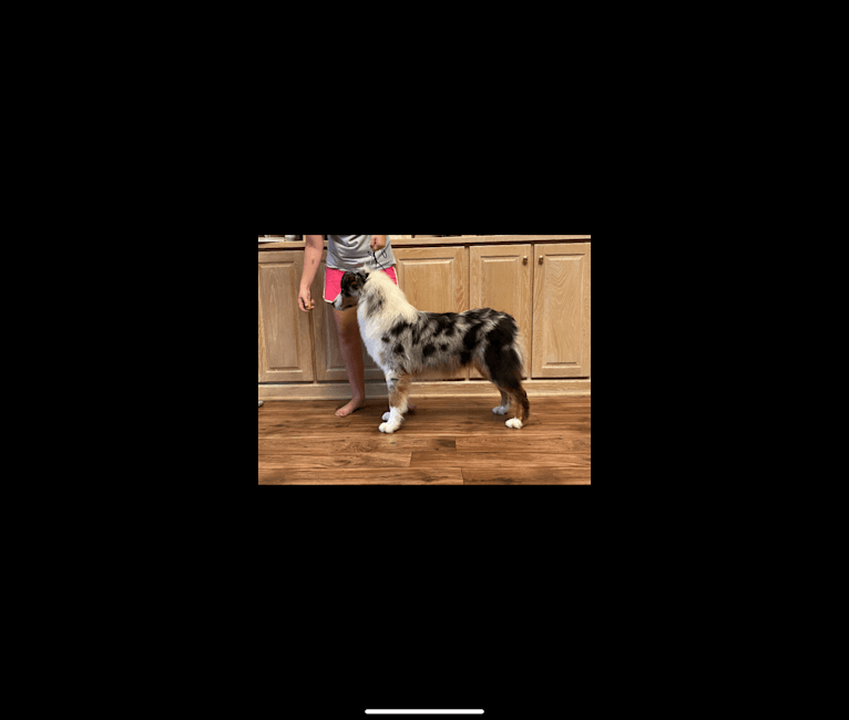 Bailie (Skyecoves Boss Dog is Out Of This World), an Australian Shepherd Group tested with EmbarkVet.com