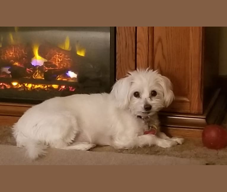 Dakota, a Poodle (Small) and Maltese mix tested with EmbarkVet.com