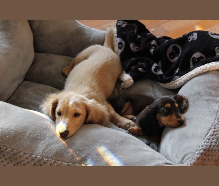 Oliver (Ollie) von Frederick, a Dachshund tested with EmbarkVet.com