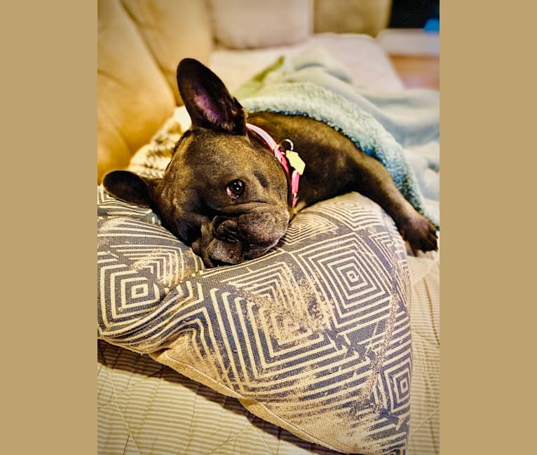 Ellie Mabel, a French Bulldog tested with EmbarkVet.com