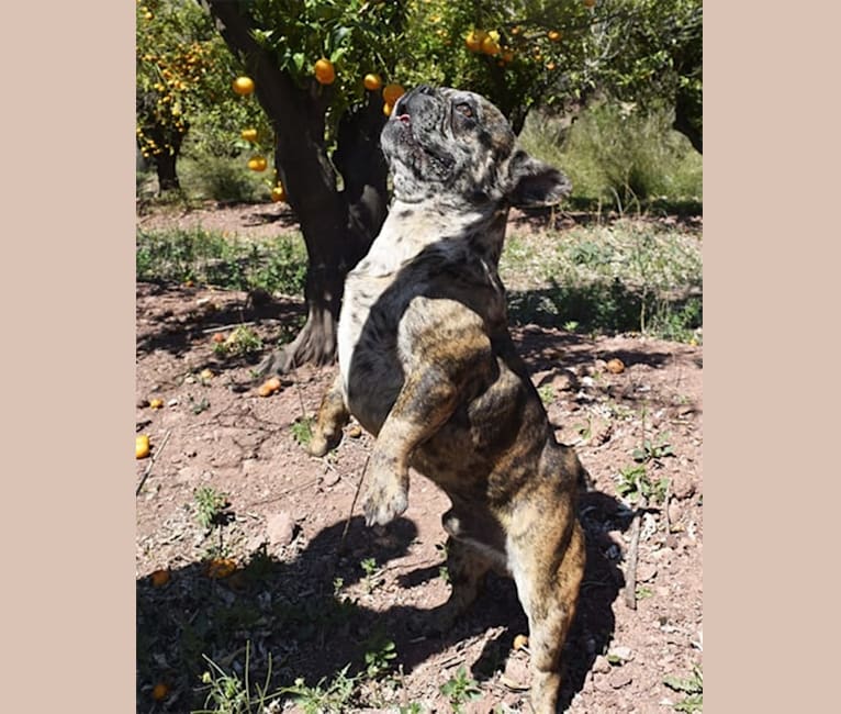 Claude, a French Bulldog tested with EmbarkVet.com