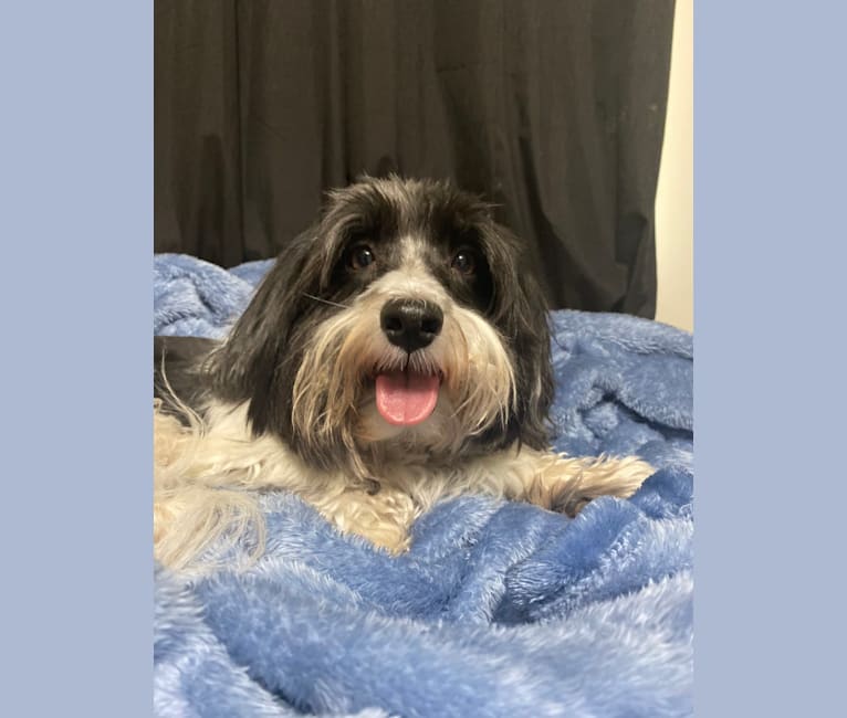 Benito, a Havanese tested with EmbarkVet.com