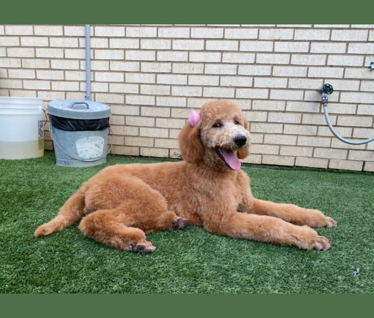 Caramel poodle hotsell