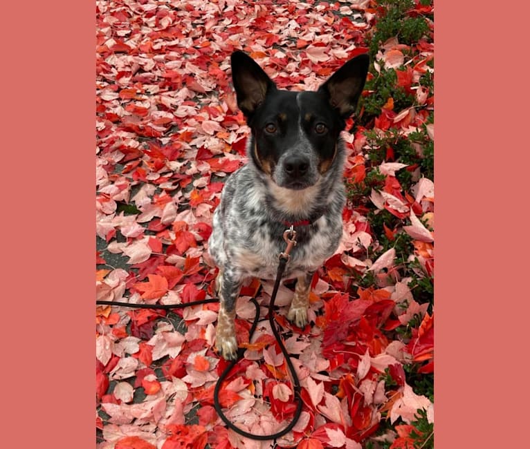Photo of Lily, an Australian Cattle Dog, Border Collie, and Mixed mix in Renton, Washington, USA