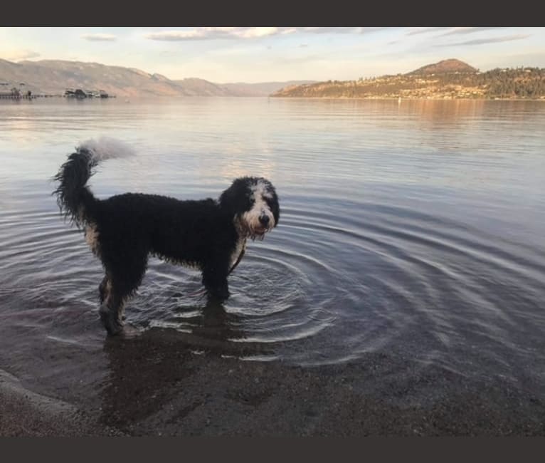 Photo of Finnbarr, a Bernese Mountain Dog, Poodle (Standard), and Poodle (Small) mix in Campbell River, BC, Canada
