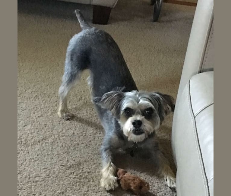 Ruby, a Bichon Frise and Brussels Griffon mix tested with EmbarkVet.com