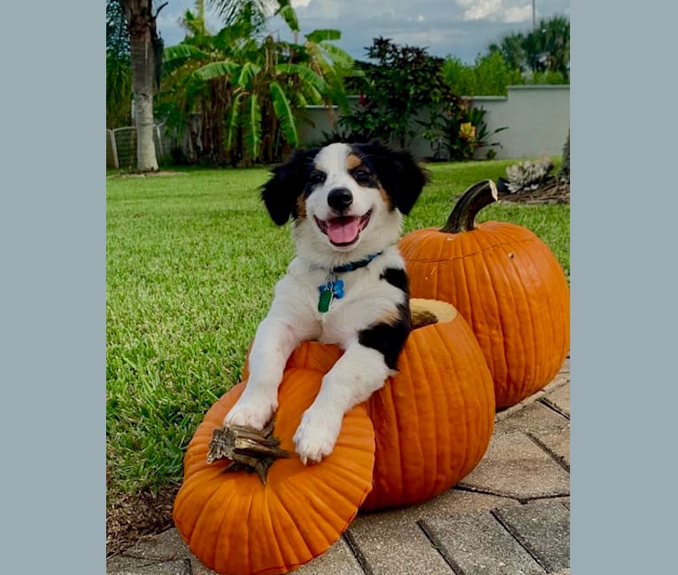 Bentley, a Chihuahua and Australian Cattle Dog mix tested with EmbarkVet.com