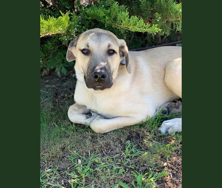 Gryffin, a Great Pyrenees and Mountain Cur mix tested with EmbarkVet.com