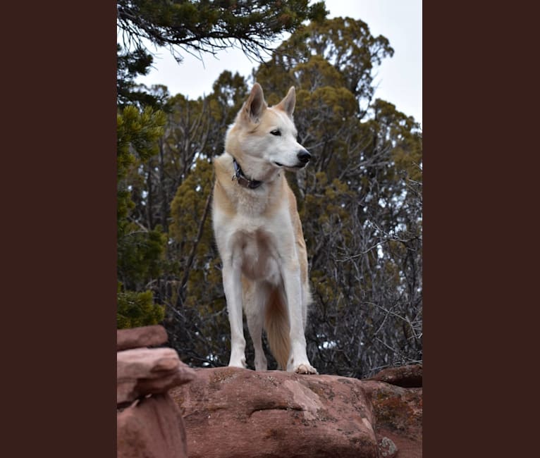 Roco, an Alaskan-type Husky tested with EmbarkVet.com