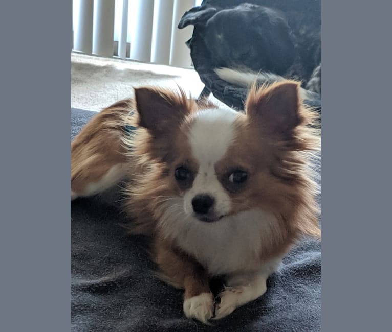 Embark Dog DNA Test Breed
