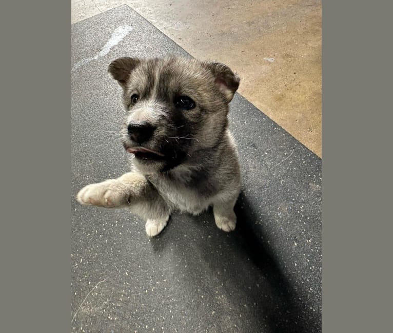 Zima, a Siberian Husky and German Shepherd Dog mix tested with EmbarkVet.com