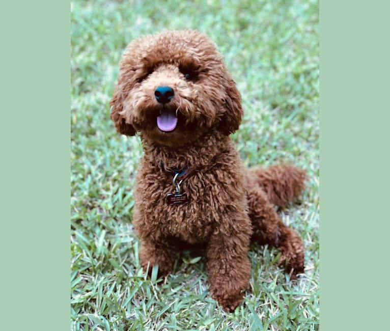Charlie, a Poodle (Small) tested with EmbarkVet.com