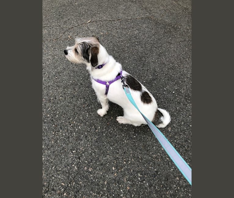 Hazel, a Lhasa Apso and Beagle mix tested with EmbarkVet.com