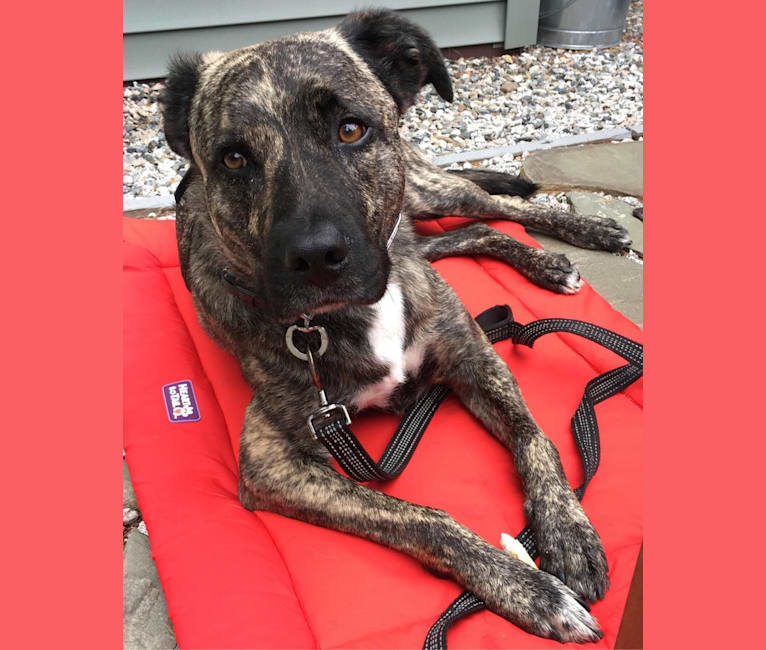 embark dog dna test breed