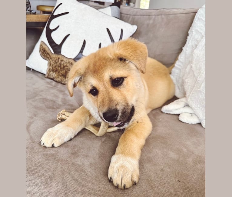 Maverick, a Great Pyrenees and German Shepherd Dog mix tested with EmbarkVet.com