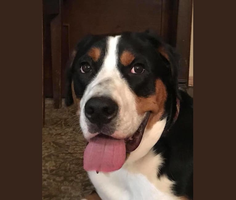 Donner, a Greater Swiss Mountain Dog tested with EmbarkVet.com