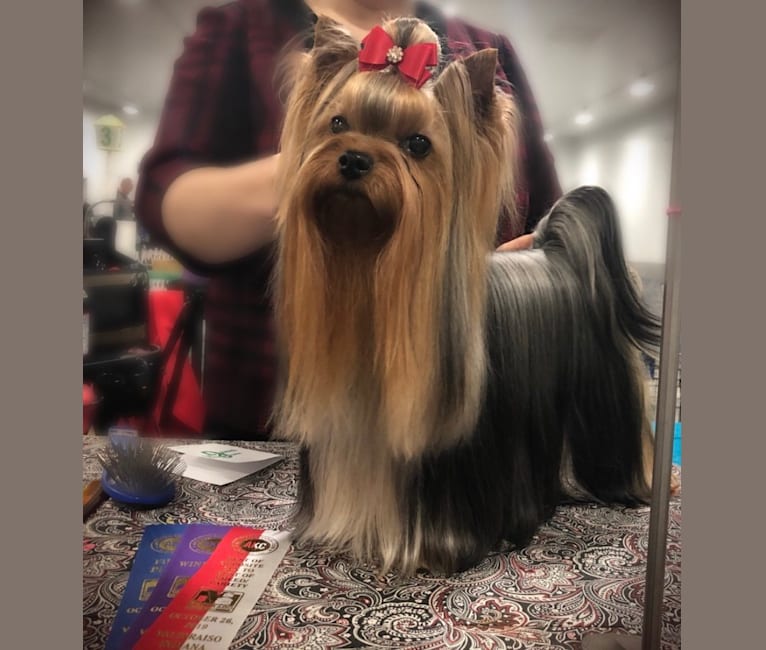 Photo of Lainey, a Yorkshire Terrier  in Elkhart, IN, USA