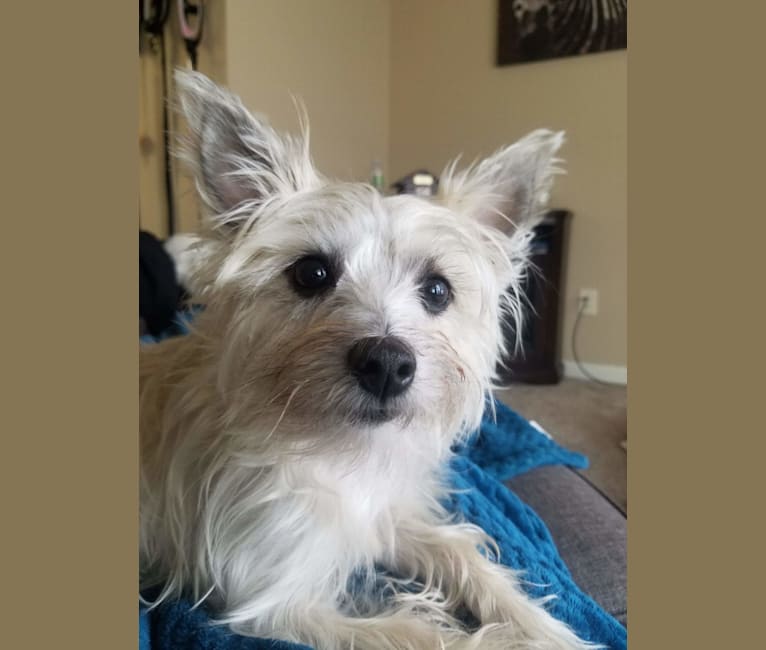 Willow, a Cairn Terrier and Maltese mix tested with EmbarkVet.com