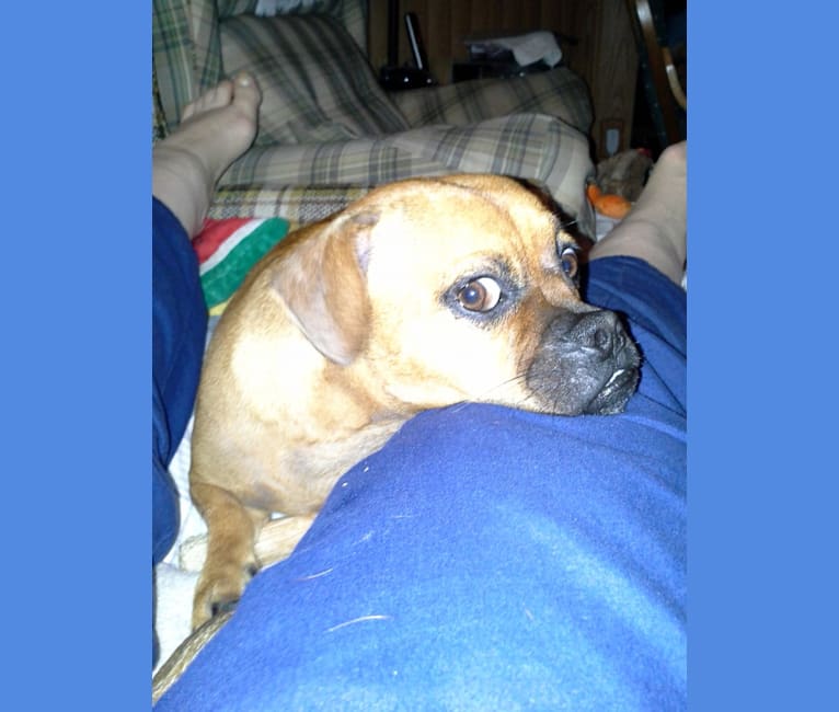 Pekingese pitbull mix puppies clearance