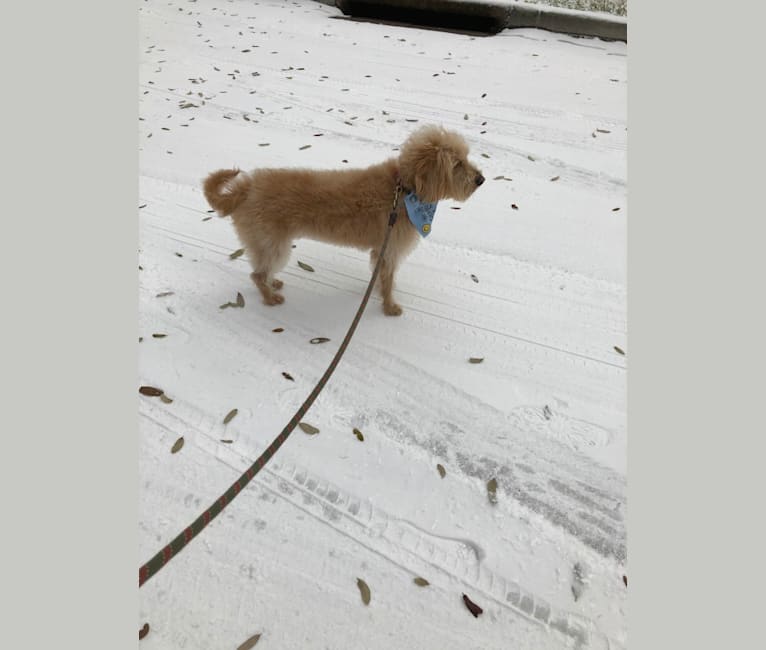 Photo of Luna, a Labradoodle  in Gordonville, PA, USA