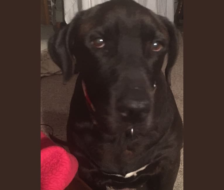 Embark Dog Dna Test Breed