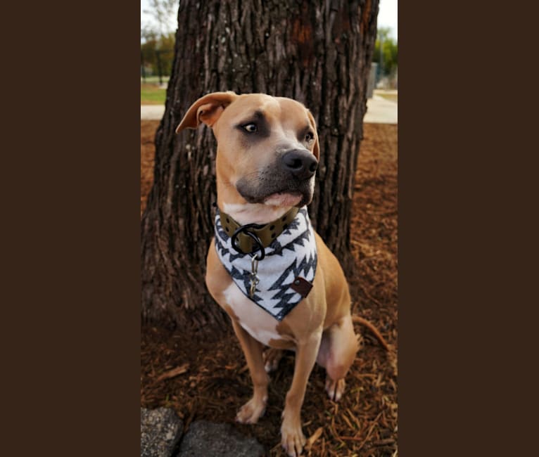 Lucian, an American Pit Bull Terrier and Rat Terrier mix tested with EmbarkVet.com