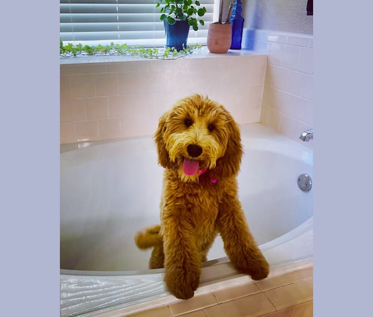 Ruby, a Goldendoodle tested with EmbarkVet.com