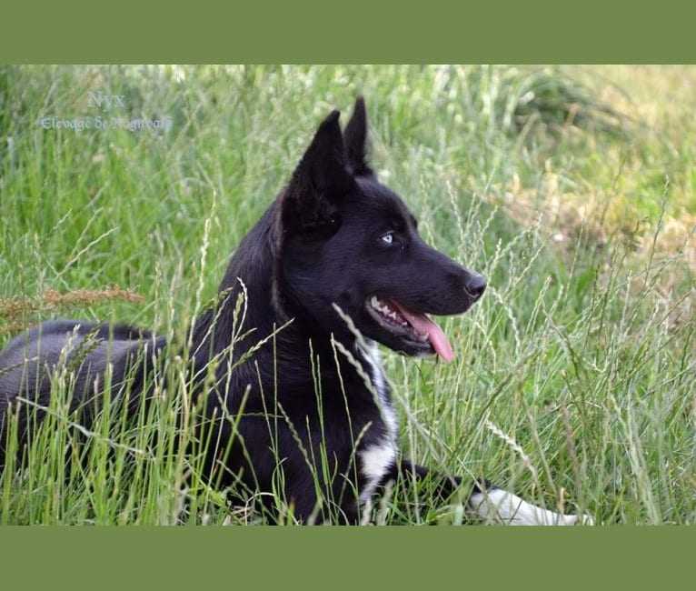 Border collie best sale wolf mix