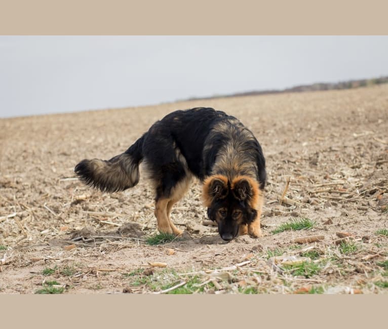 Xenavi, a German Shepherd Dog tested with EmbarkVet.com