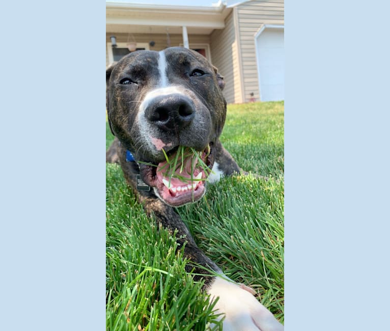 Chidi Buddy, an American Bully tested with EmbarkVet.com