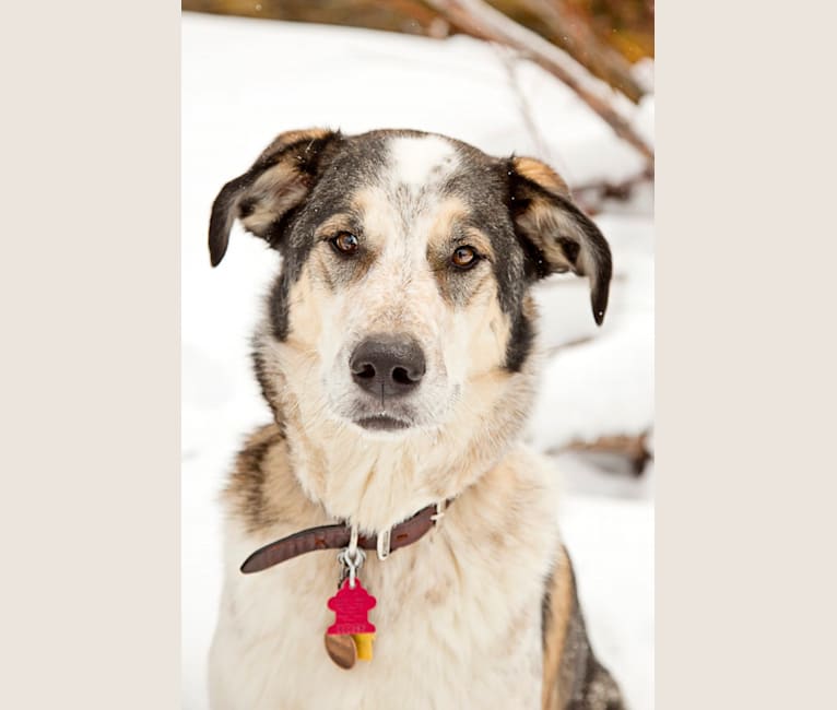 Cricket, an Australian Cattle Dog and Border Collie mix tested with EmbarkVet.com
