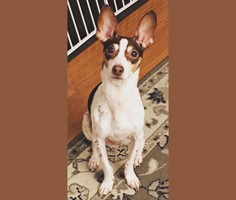 Photo of Maximus Prime aka Max, a Rat Terrier, Chihuahua, Toy Fox Terrier, and Russell-type Terrier mix in Tennessee, USA