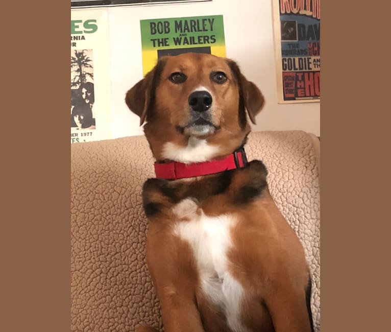 American foxhound pointer mix online