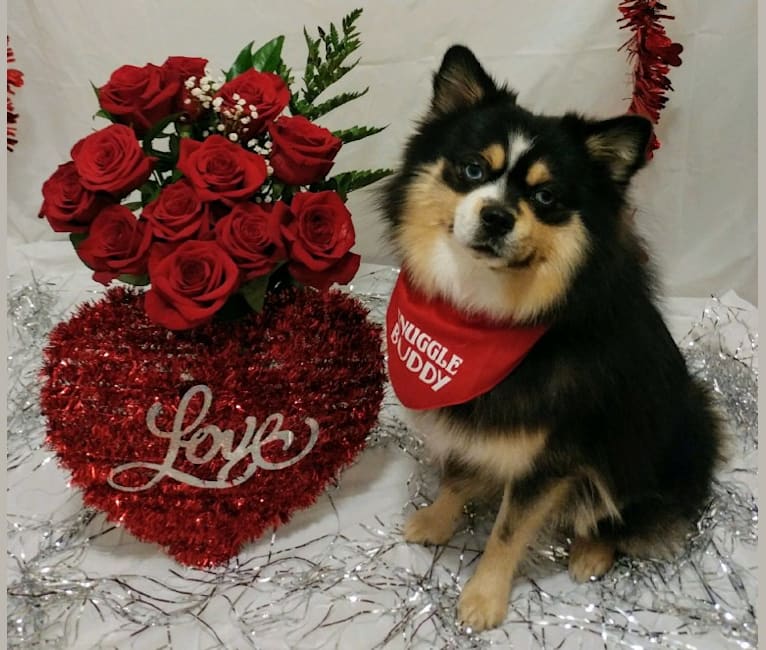 Photo of Miles, a Pomsky  in Maine Aim Ranch, King, Allerton, IA, USA