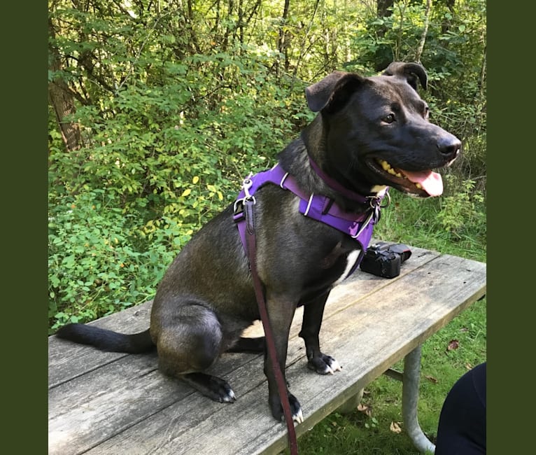 Luna, an American Pit Bull Terrier and Norwegian Elkhound mix tested with EmbarkVet.com