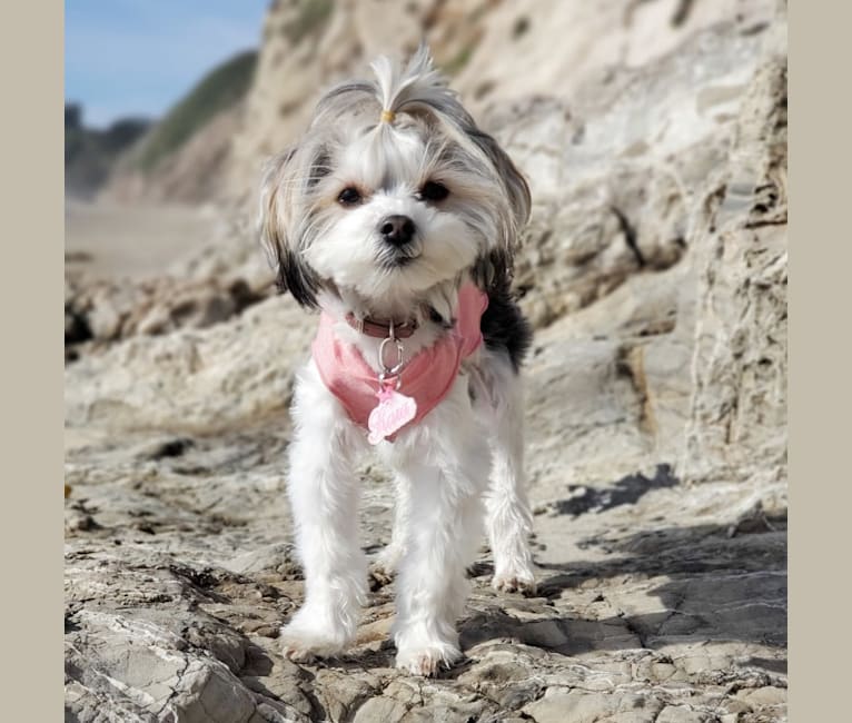 Biewer maltese mix puppies online