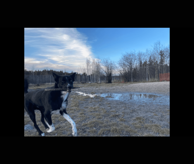 Yambo, a German Shepherd Dog and Siberian Husky mix tested with EmbarkVet.com