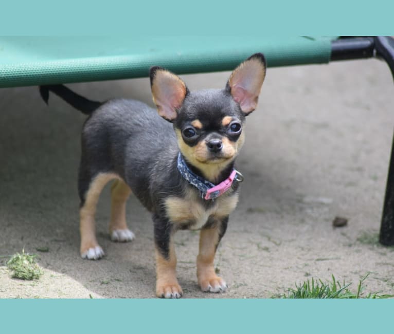 Montana, a Chihuahua tested with EmbarkVet.com