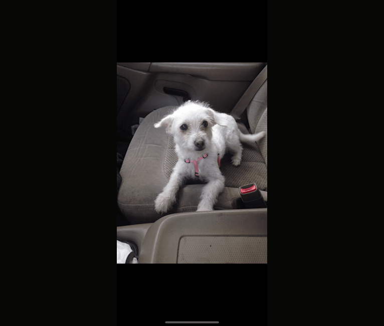 Photo of Bella, a Poodle (Small), Chihuahua, and West Highland White Terrier mix in Douglasville, Georgia, USA