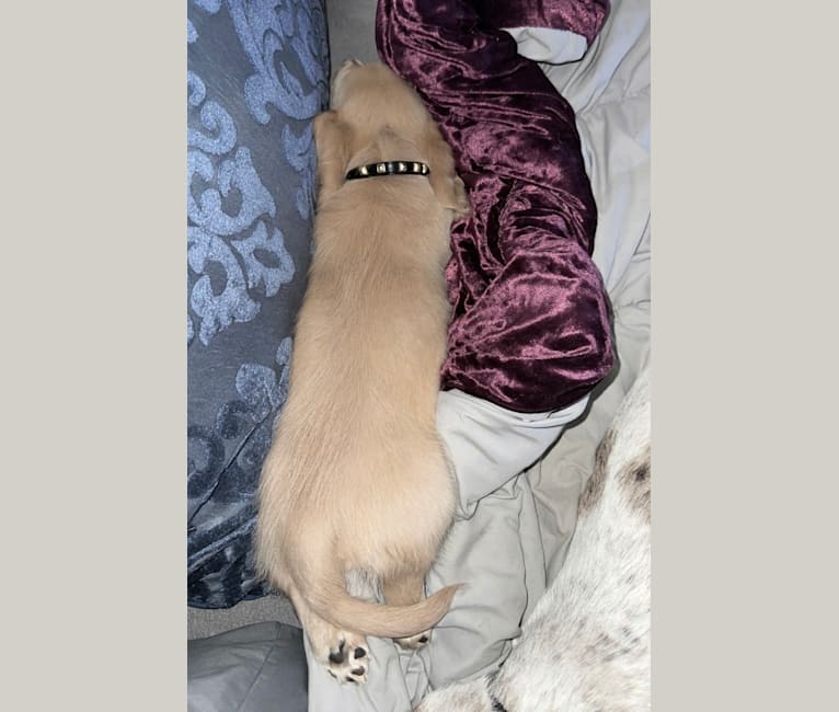 Amadeus, a Dachshund tested with EmbarkVet.com