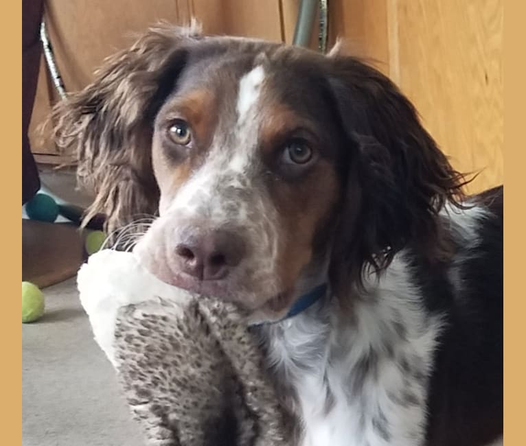 Embark Dog DNA Test Breed