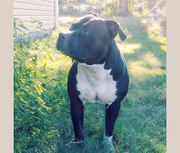 Hulk-E-Boy, an American Bully tested with EmbarkVet.com