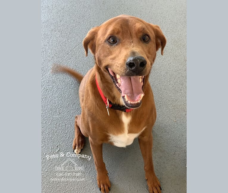 Charlie, a Basset Hound and Chow Chow mix tested with EmbarkVet.com