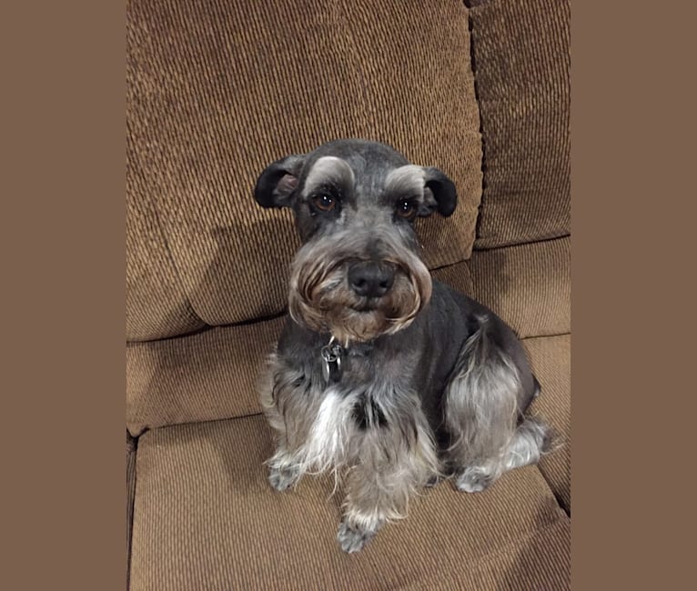 Zola, a Miniature Schnauzer and Border Collie mix tested with EmbarkVet.com